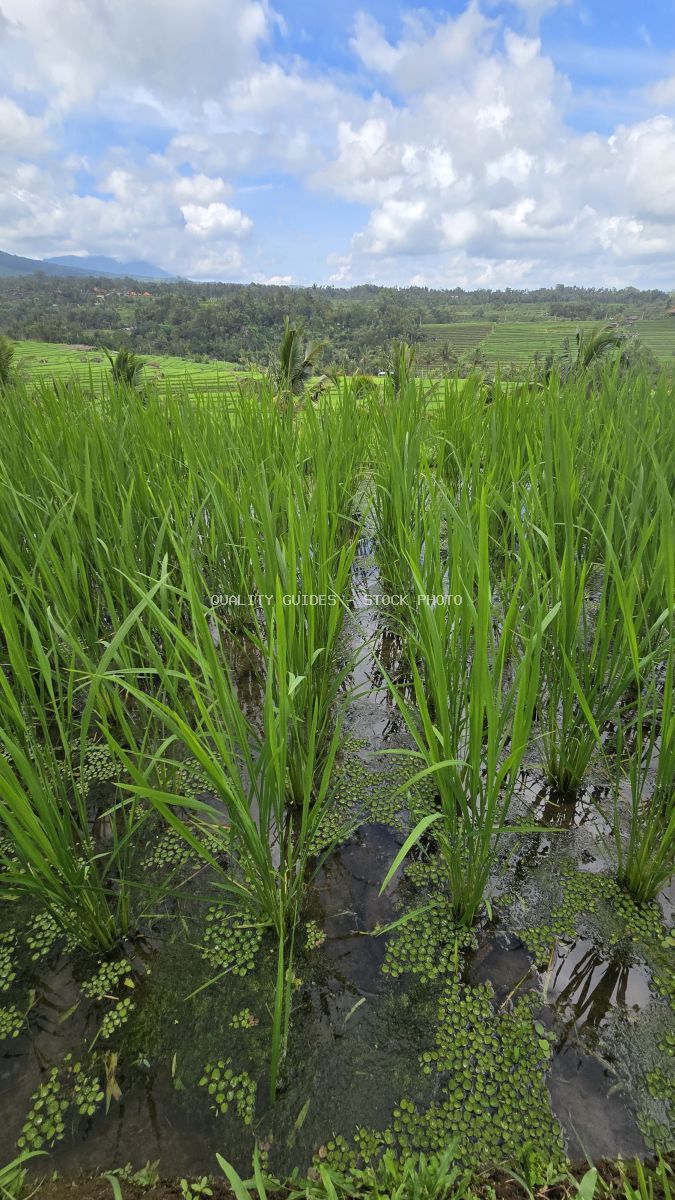 Close-up of flooded rice paddies with young green plants and water channels in Jatiluwih Rice Terraces, Bali, with forested mountains and blue sky in background - stock photo