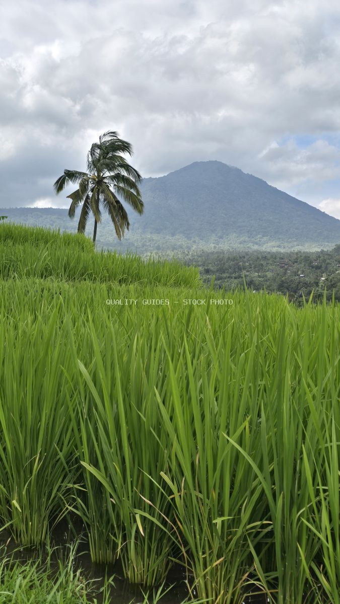 Jatiluwih Rice Terraces in Bali with green rice paddies, coconut palm, and volcanic mountain under cloudy sky - stock photo