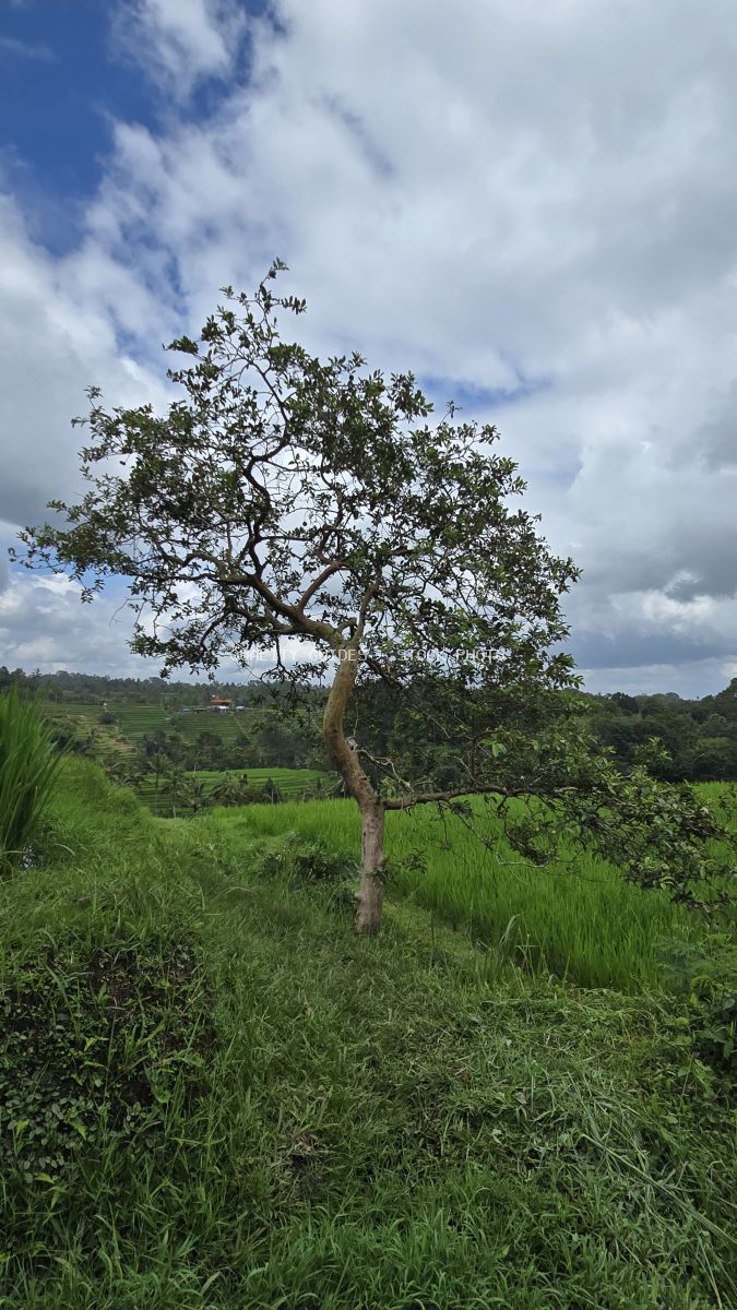 Solitary tree with curved trunk standing in lush green rice paddies of Jatiluwih Bali with cloudy sky - stock photo