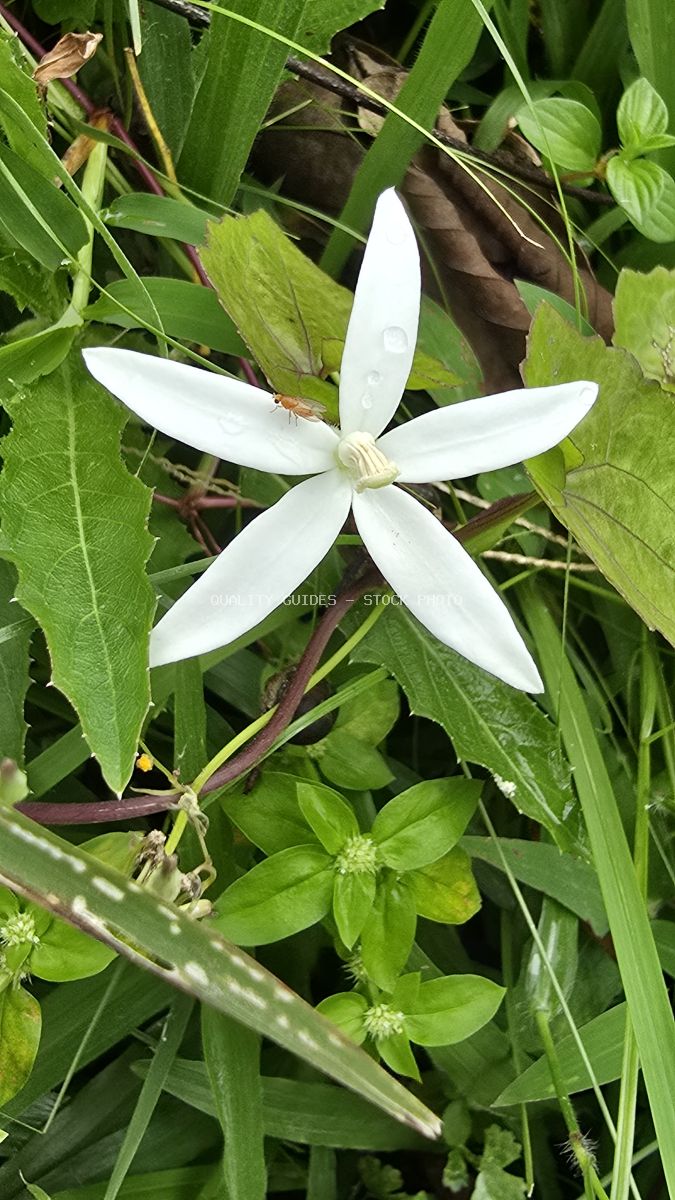 White jasmine flower blooming among green leaves in tropical Bali garden - stock photo