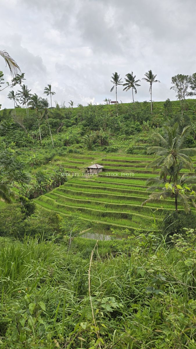 Aerial view of Jatiluwih Rice Terraces in Bali showing cascading green rice paddies with coconut palms and traditional hut - stock photo