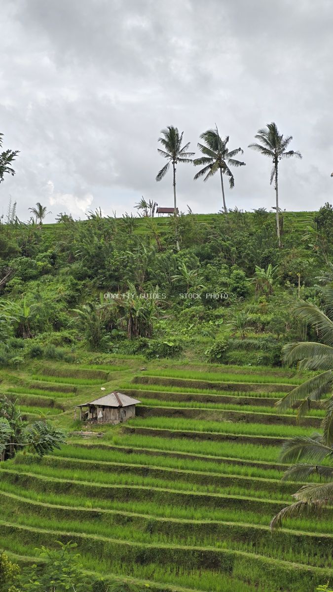 Jatiluwih Rice Terraces in Bali with emerald green paddies, coconut palms, and traditional farm structures under cloudy sky - stock photo