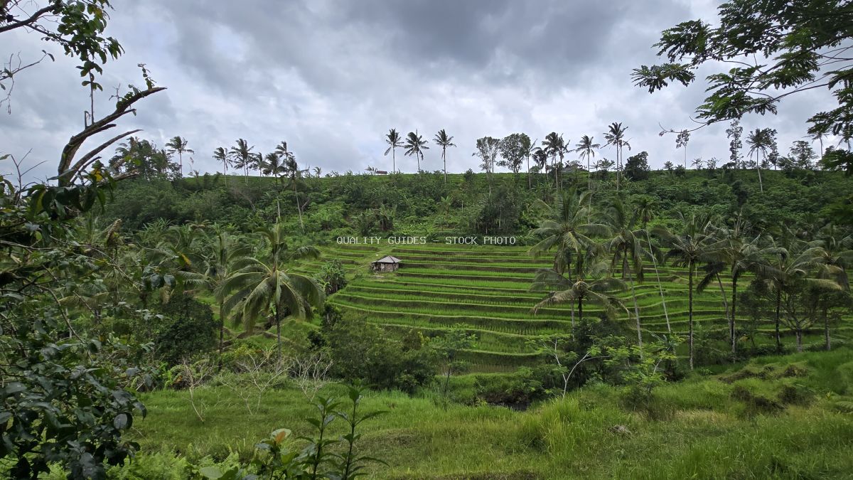 Aerial view of Jatiluwih Rice Terraces in Bali with lush green paddies, coconut palms, and traditional farmer's hut under cloudy sky - stock photo