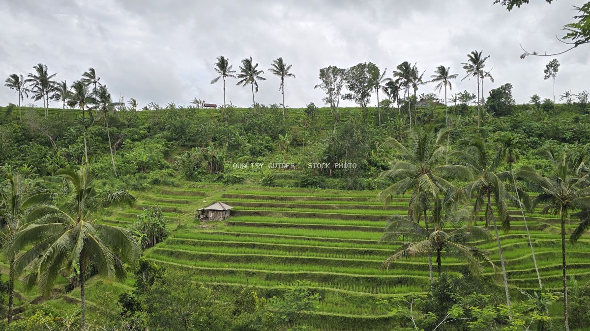 Aerial view of Jatiluwih Rice Terraces in Bali with cascading green rice paddies, coconut palms, and traditional hut - stock photo
