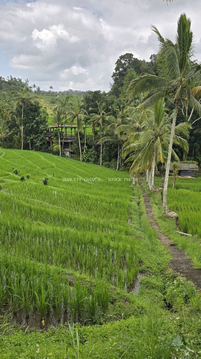 Verdant rice terraces in Jatiluwih, Bali, with coconut palms and traditional farm structures under cloudy tropical sky - stock photo