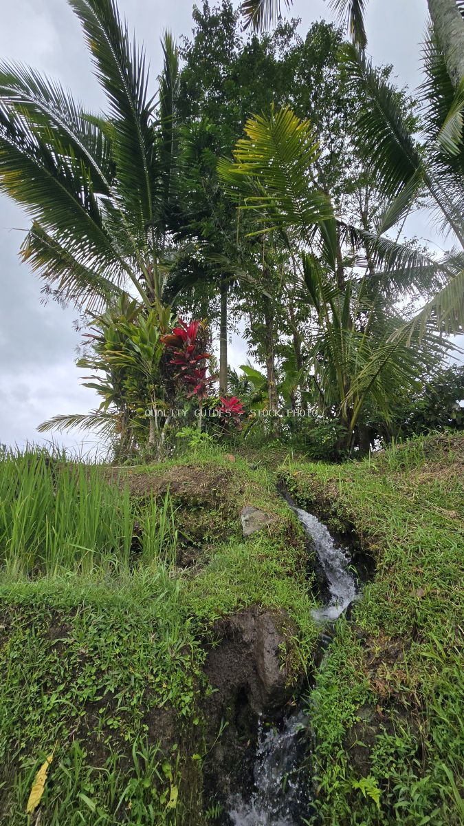 Tropical rice paddies with flowing water stream, palm trees, and red flowering plant in Bali rice terrace landscape - stock photo