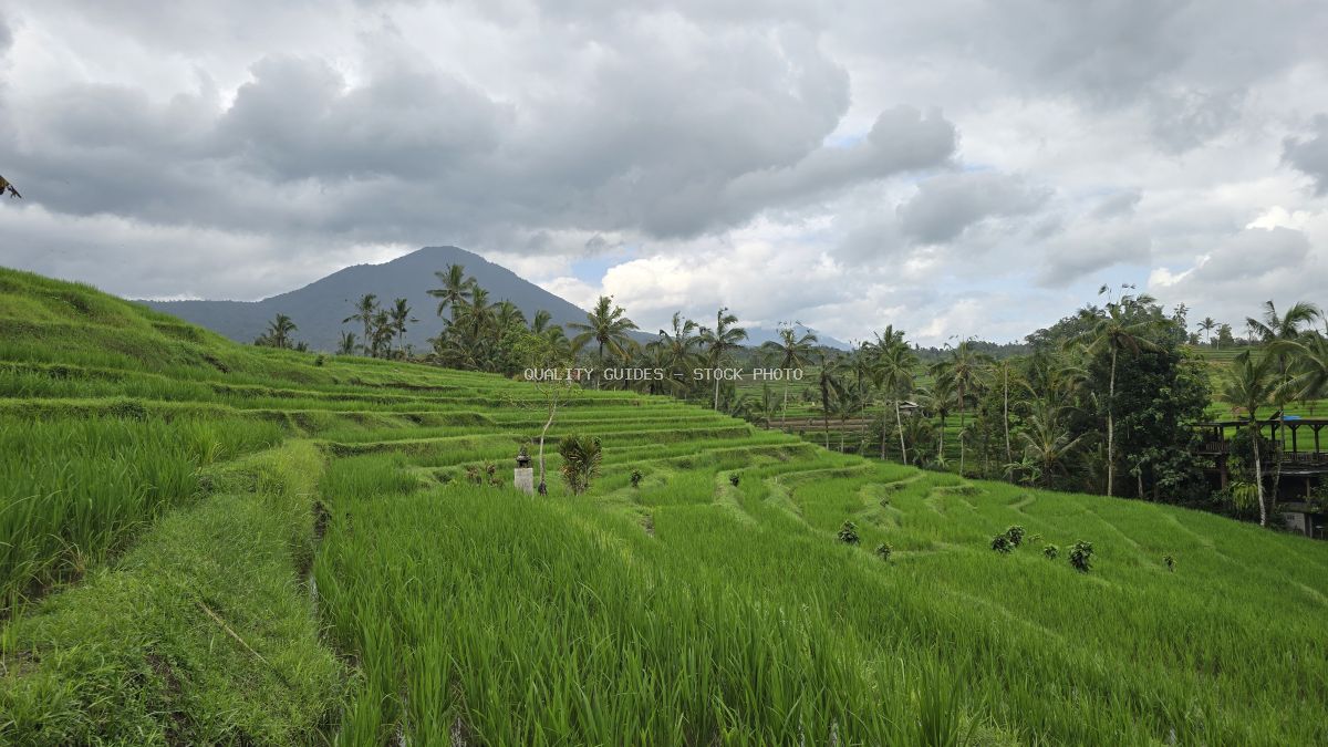 Aerial view of emerald green rice terraces in Jatiluwih Bali with volcanic mountain and palm trees under cloudy sky - stock photo