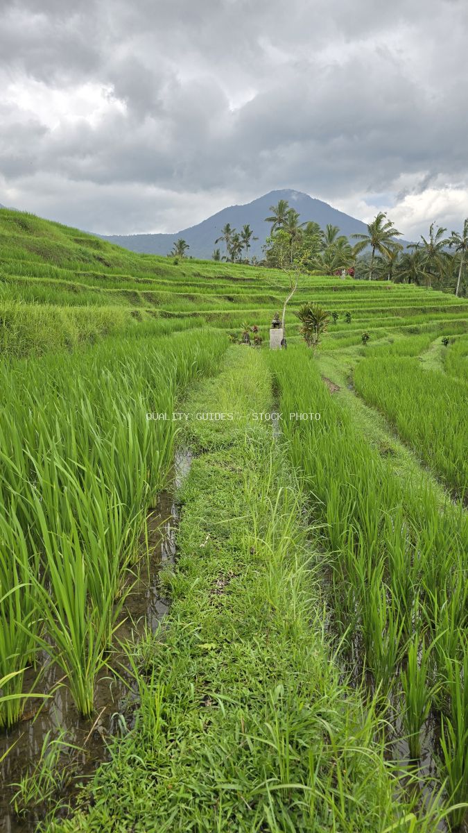 Lush green rice terraces in Jatiluwih Bali with volcanic mountain and cloudy sky - stock photo