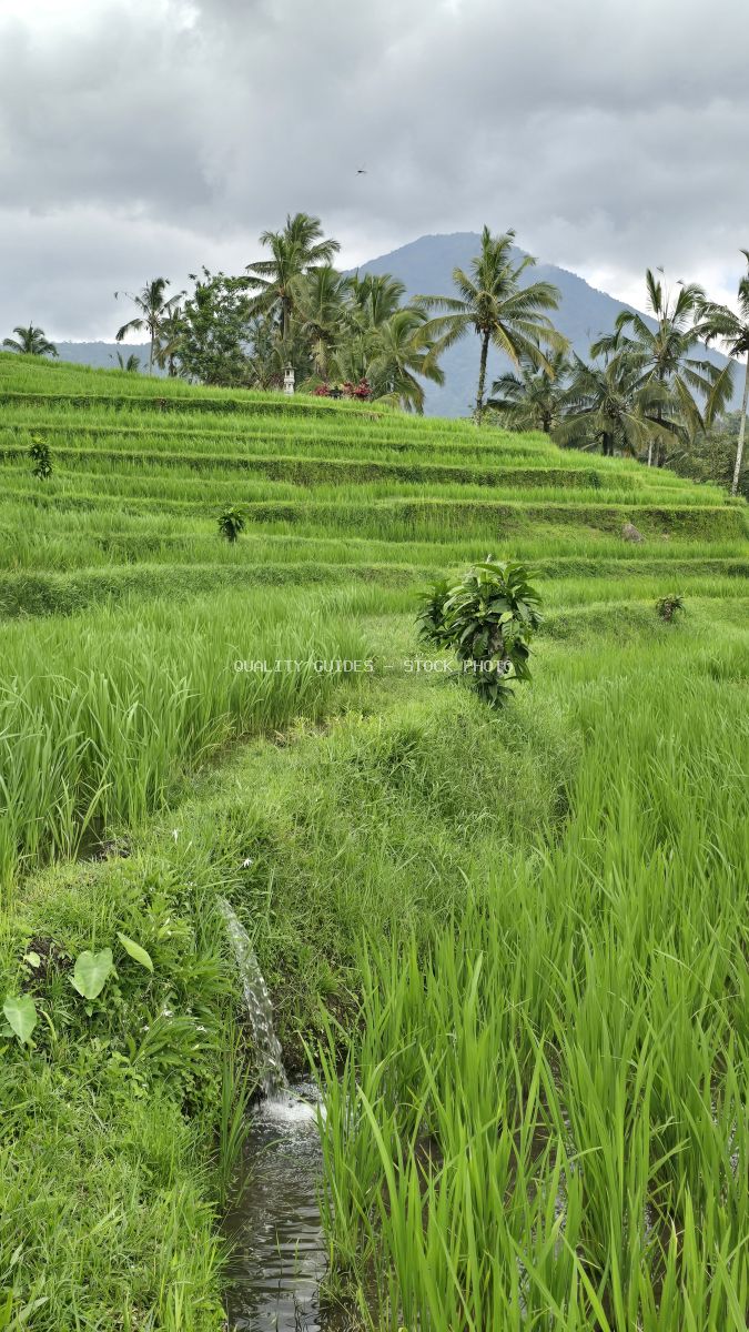 Lush green rice terraces in Jatiluwih Bali with mountain backdrop and irrigation channel - stock photo