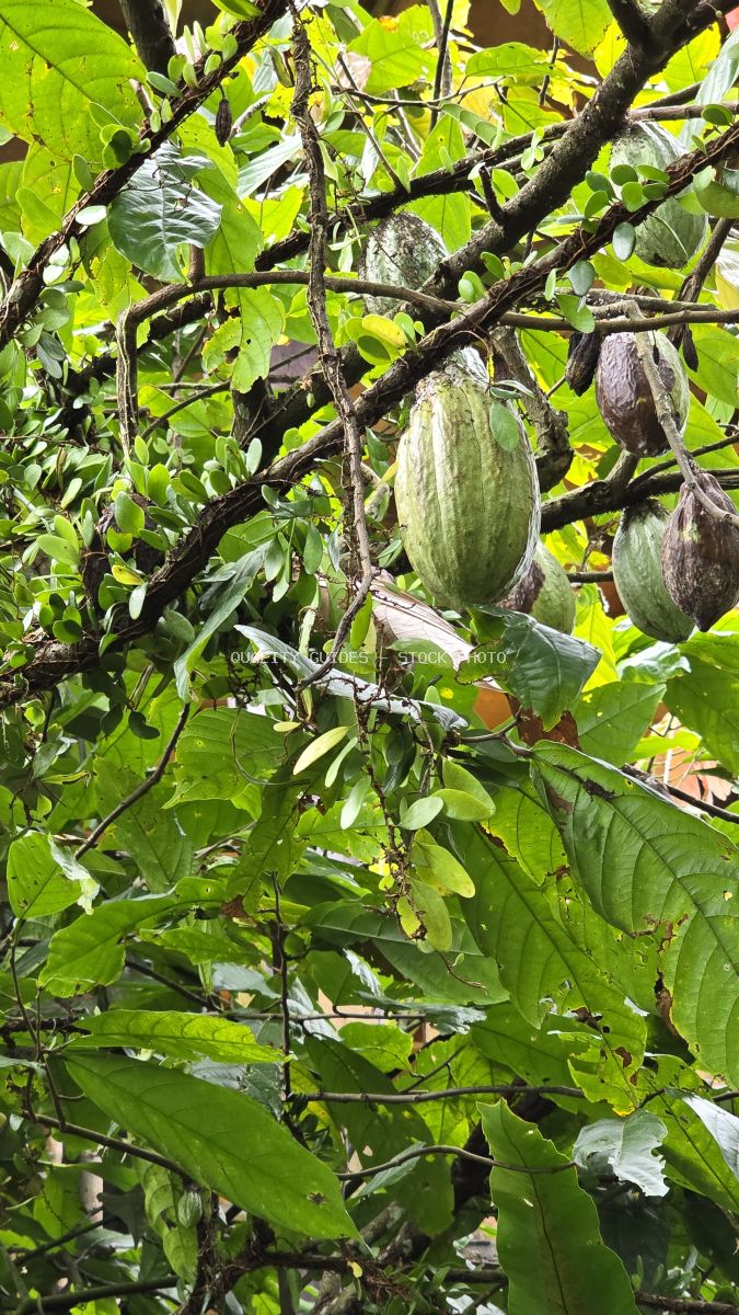 Cacao pods hanging from tree branches with green leaves in Bali tropical plantation - stock photo
