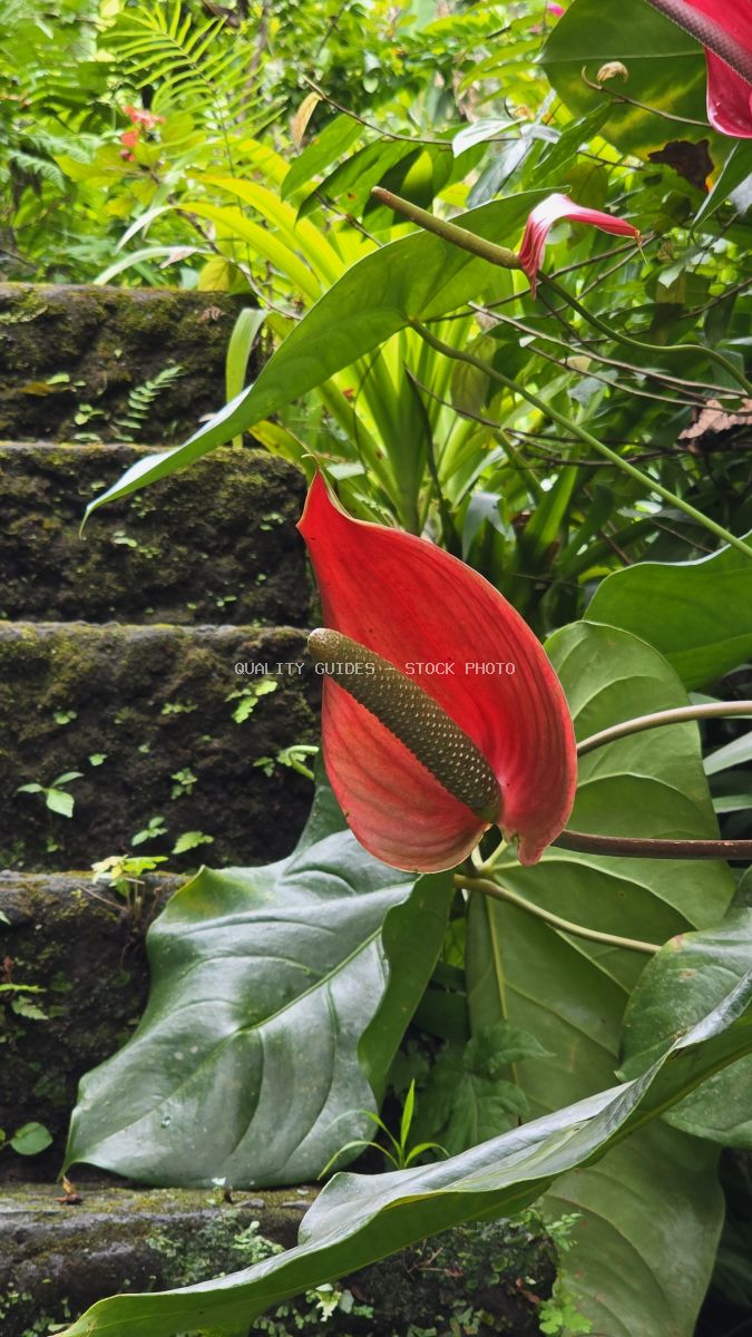 Red anthurium flower blooming in tropical garden with green foliage and stone steps in Bali - stock photo
