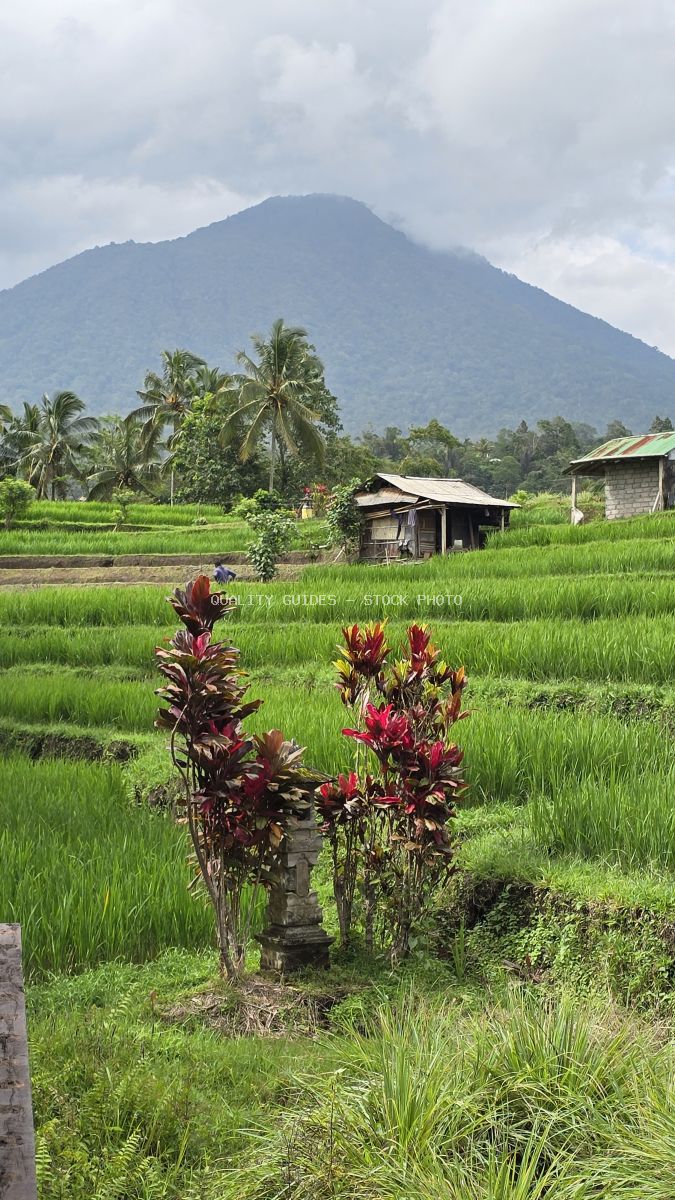 Red flowers in foreground with lush green rice terraces, traditional farm buildings, and volcanic mountain in background at Jatiluwih, Bali - stock photo