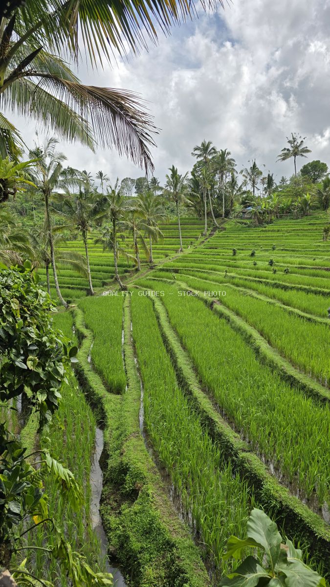 Aerial view of Jatiluwih Rice Terraces in Bali with emerald-green paddies, coconut palms, and tropical clouds - stock photo