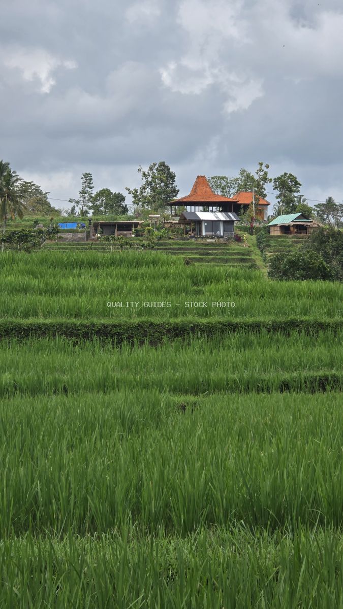 Traditional Balinese house with red tile roof surrounded by lush green rice paddies in Jatiluwih, Bali - stock photo