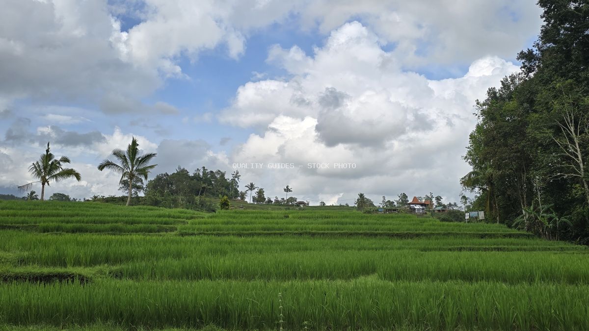 Expansive green rice paddies in Bali with coconut palms, tropical vegetation, and blue sky with white clouds - stock photo