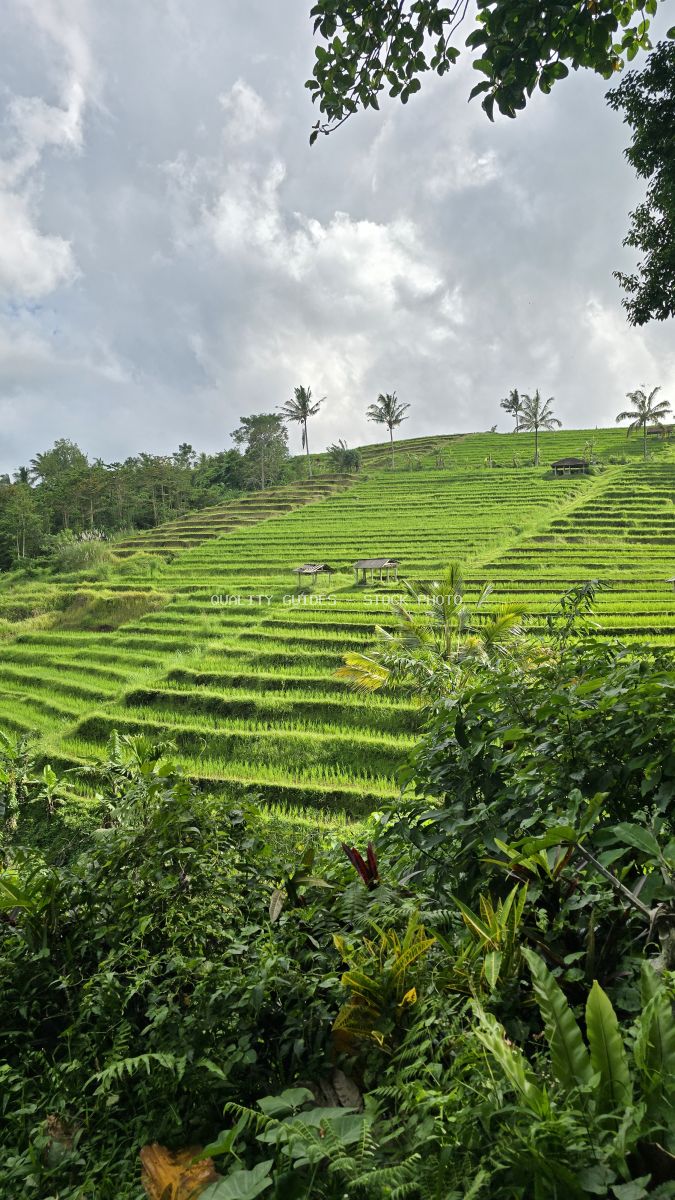 Aerial view of Jatiluwih Rice Terraces in Bali with emerald green rice paddies, coconut palms, and dramatic cloudy sky - stock photo