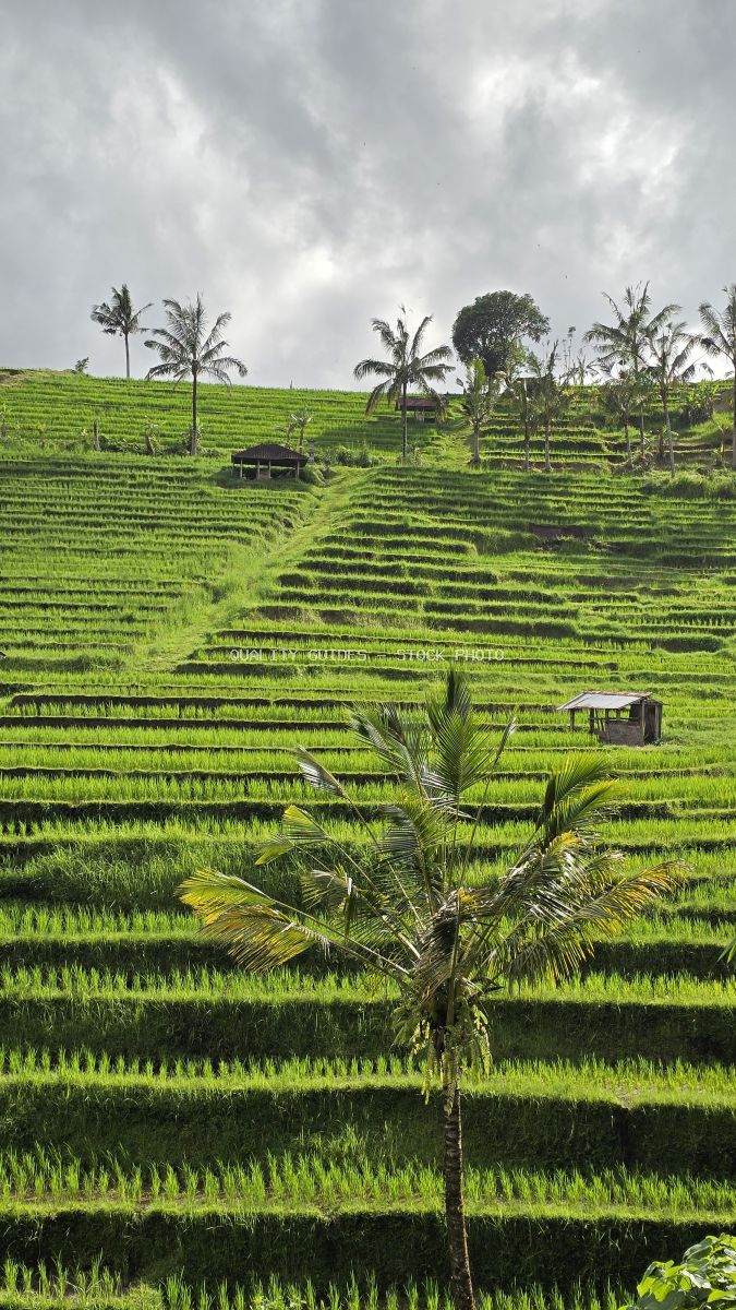 Emerald green rice terraces in Jatiluwih Bali with young coconut palm and traditional farm buildings under cloudy sky - stock photo
