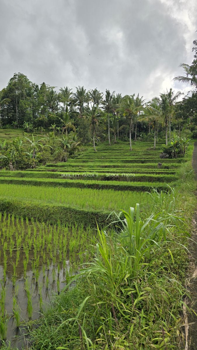 Verdant rice terraces in Jatiluwih, Bali with flooded paddies, coconut palms, and overcast sky - stock photo