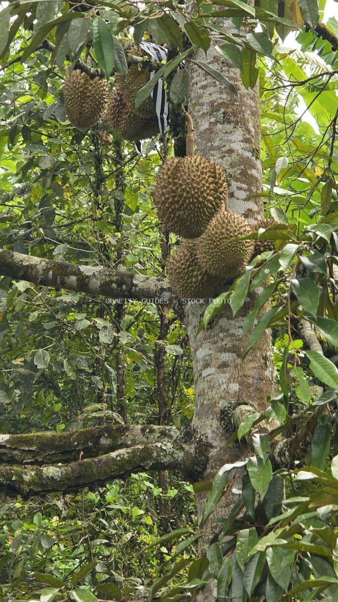 Ripe durian fruits hanging from tree trunk in tropical Bali jungle with green foliage - stock photo