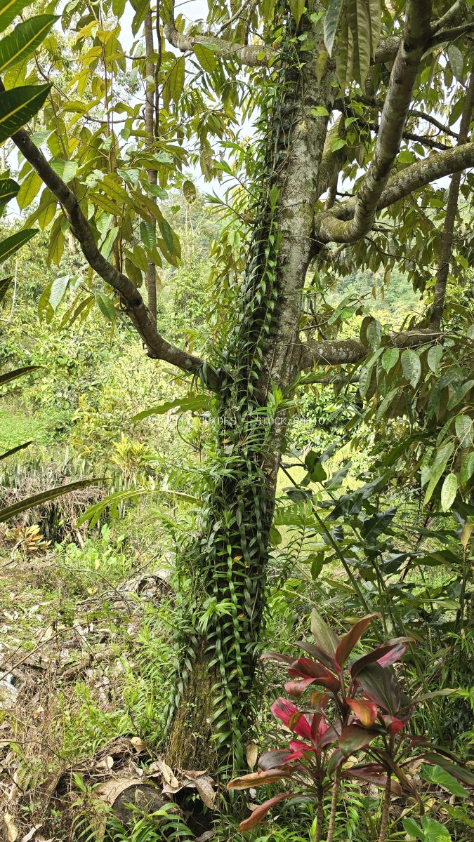 Tropical forest canopy with tree trunk, climbing vines, and lush green vegetation in Bali rainforest - stock photo