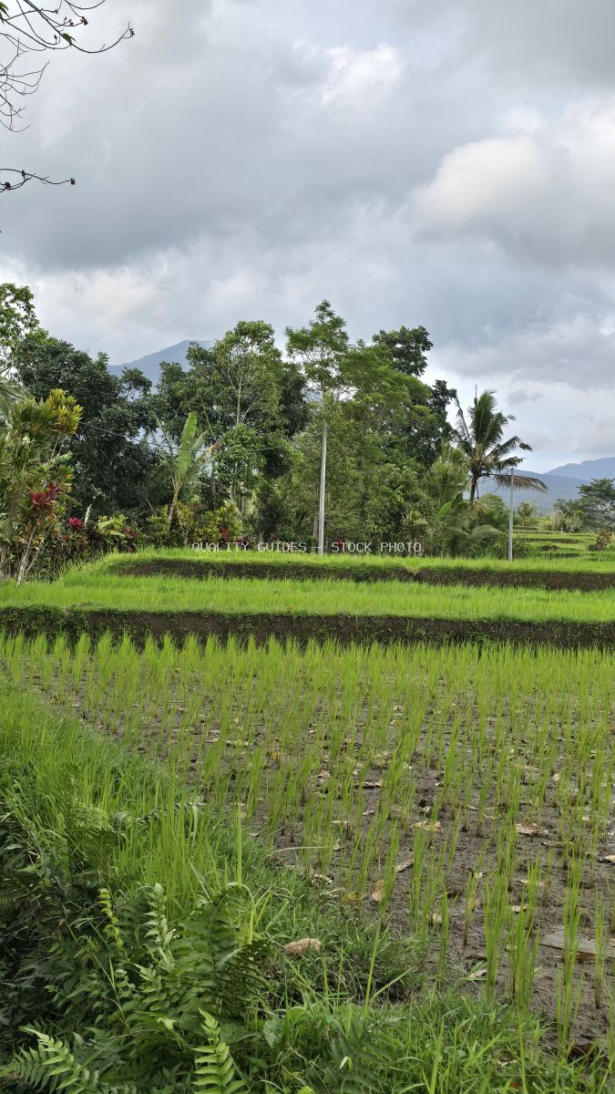Lush green rice paddies with young plants in Bali, Indonesia, with mountains and cloudy sky in background - stock photo