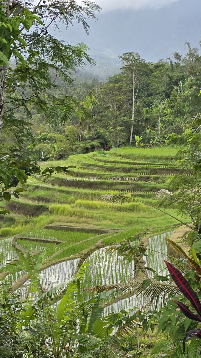 Jatiluwih Rice Terraces in Bali with cascading green paddies, tropical vegetation, and misty mountains - stock photo