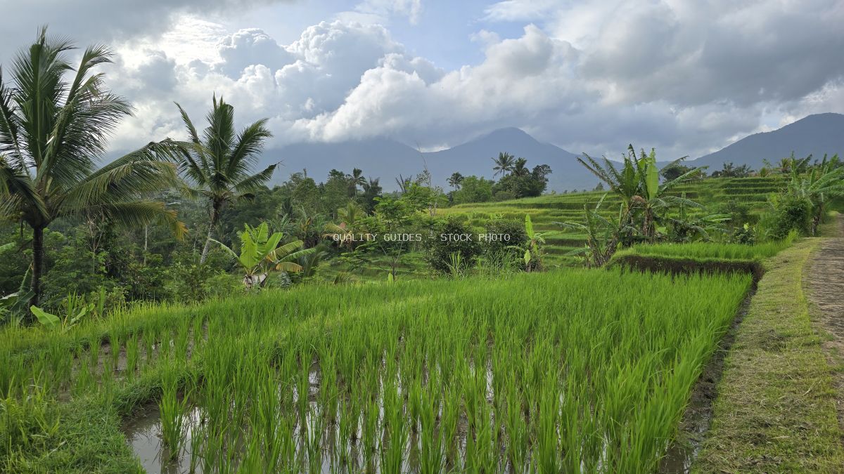 Lush green rice terraces in Jatiluwih Bali with volcanic mountains and coconut palms under cloudy sky - stock photo