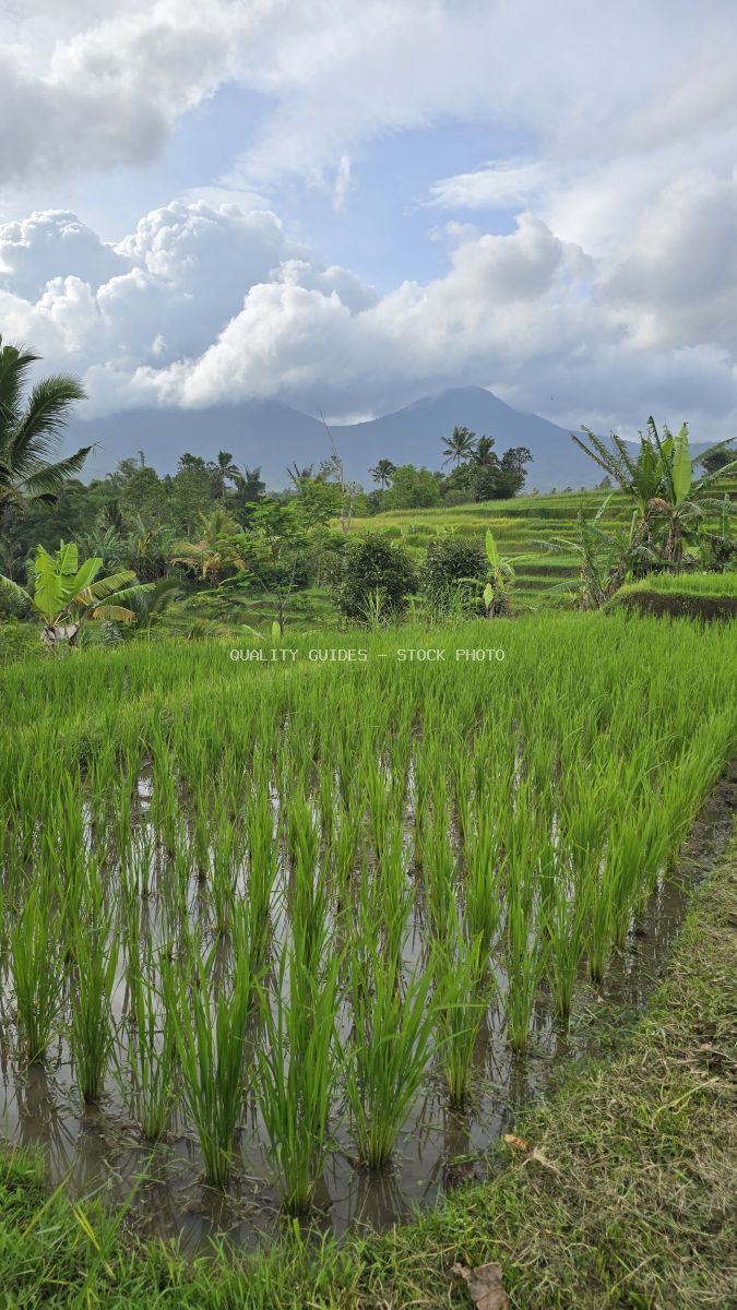 Jatiluwih Rice Terraces in Bali with green rice paddies, volcanic mountain, and white clouds - stock photo