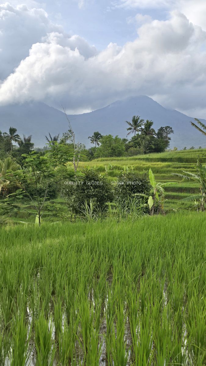 Jatiluwih rice terraces in Bali with green paddies, tropical plants, and volcanic mountain under cloudy sky - stock photo