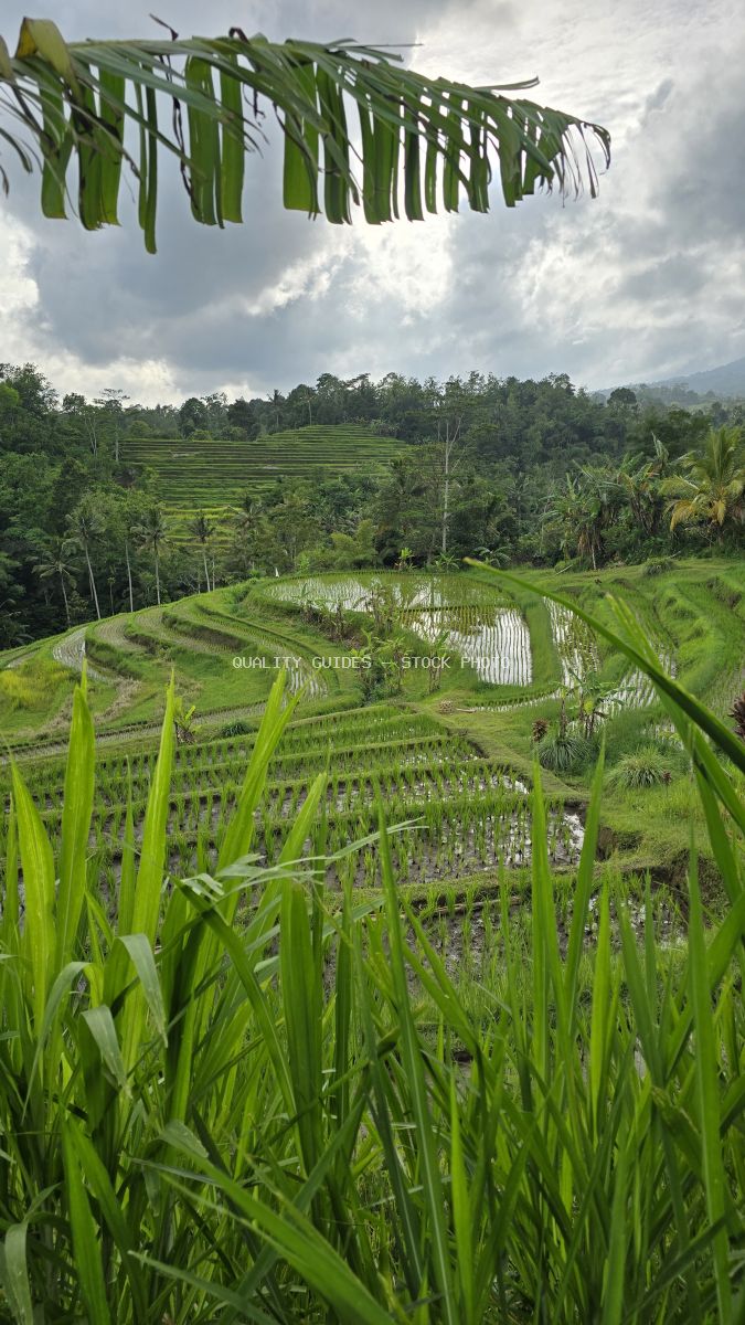 Jatiluwih rice terraces in Bali with banana leaves framing lush green paddies and tropical forest landscape - stock photo