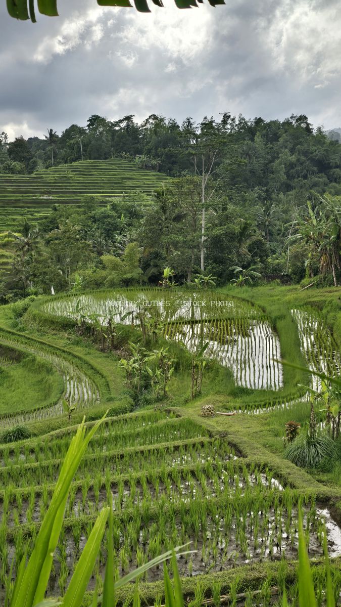 Aerial view of Jatiluwih Rice Terraces in Bali with flooded paddies, tropical forest, and dramatic cloudy sky - stock photo