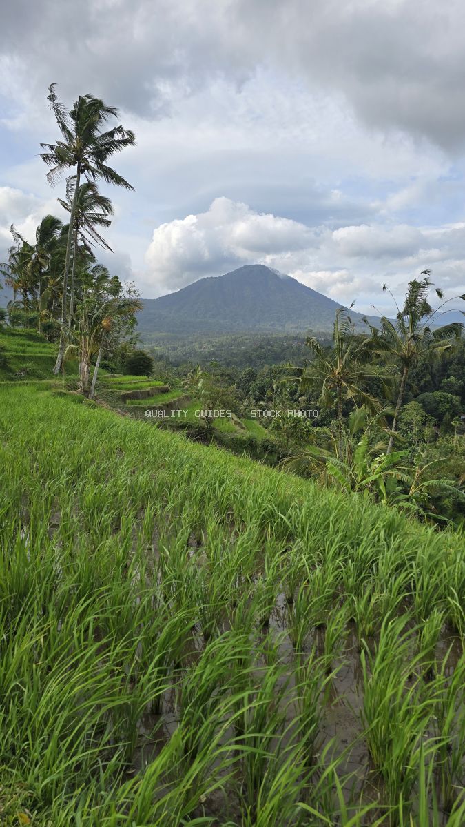 Lush green rice terraces with volcanic mountain and tropical palms in Jatiluwih, Bali - stock photo