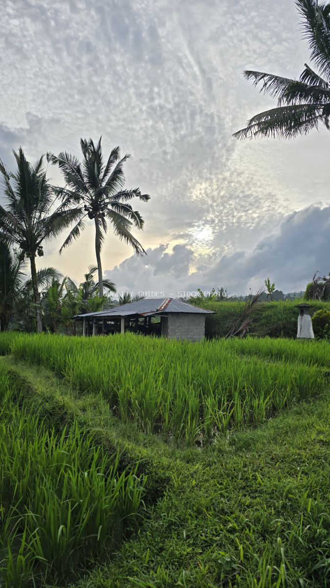 Traditional Balinese rice paddy field with farmer's hut, coconut palms, and dramatic sky in Jatiluwih, Bali - stock photo