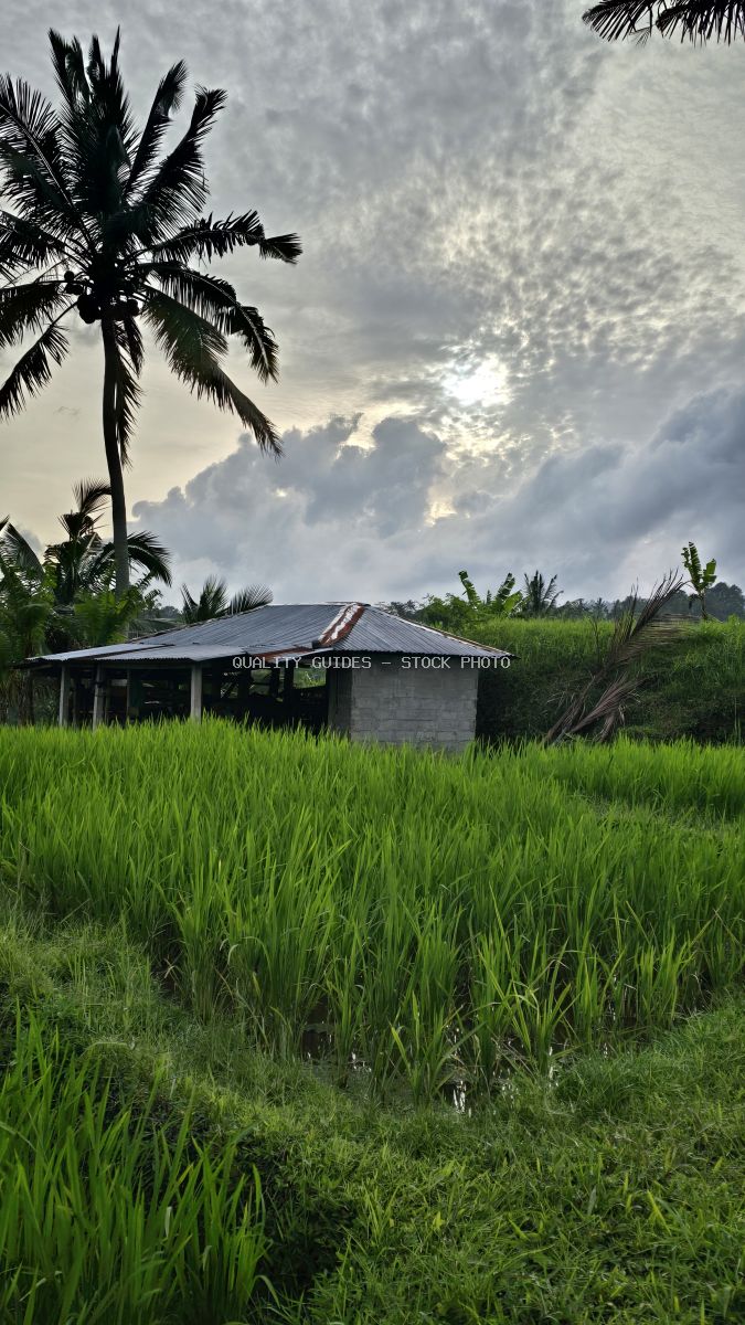 Traditional wooden shelter in Balinese rice paddies with coconut palms and dramatic cloudy sky - stock photo