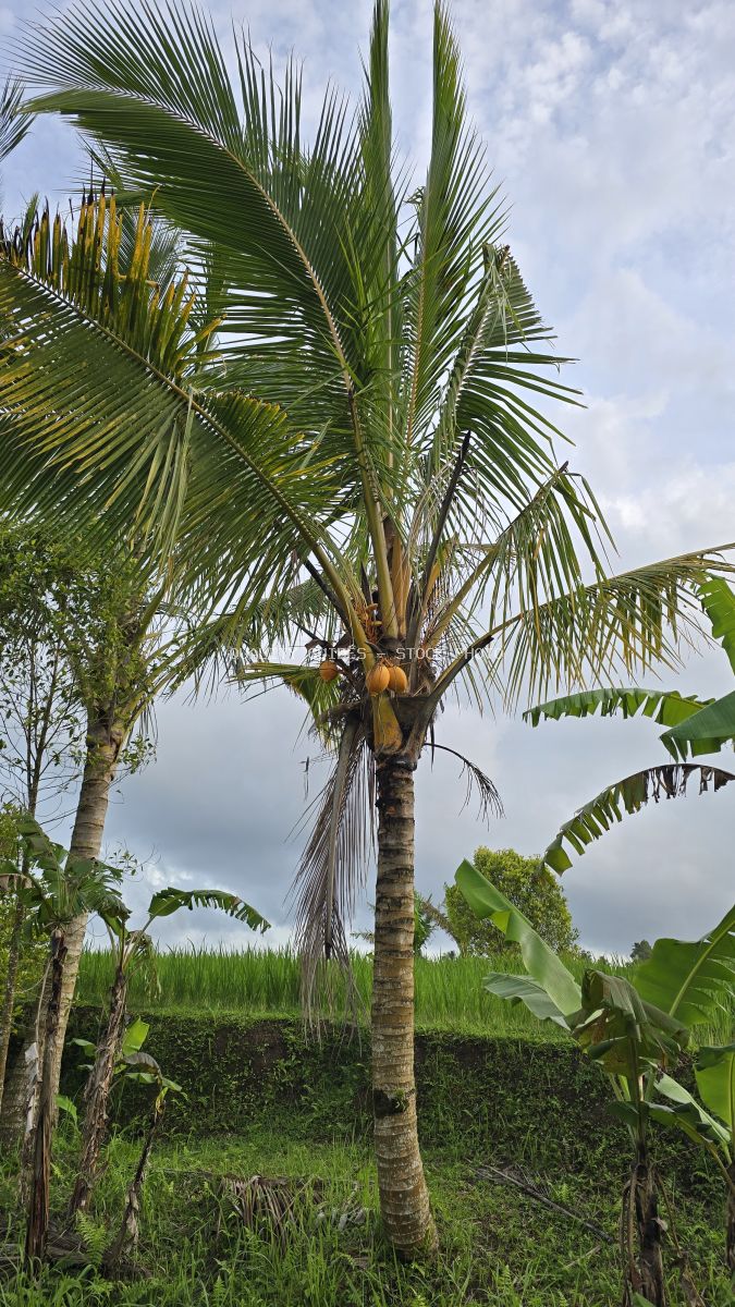 Coconut palm tree with green fronds in front of Jatiluwih rice terraces in Bali, Indonesia - stock photo