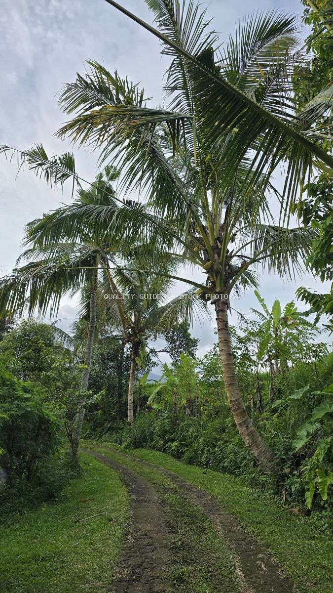 Dirt path through tropical palm trees and lush green vegetation in rural Bali, Indonesia - stock photo