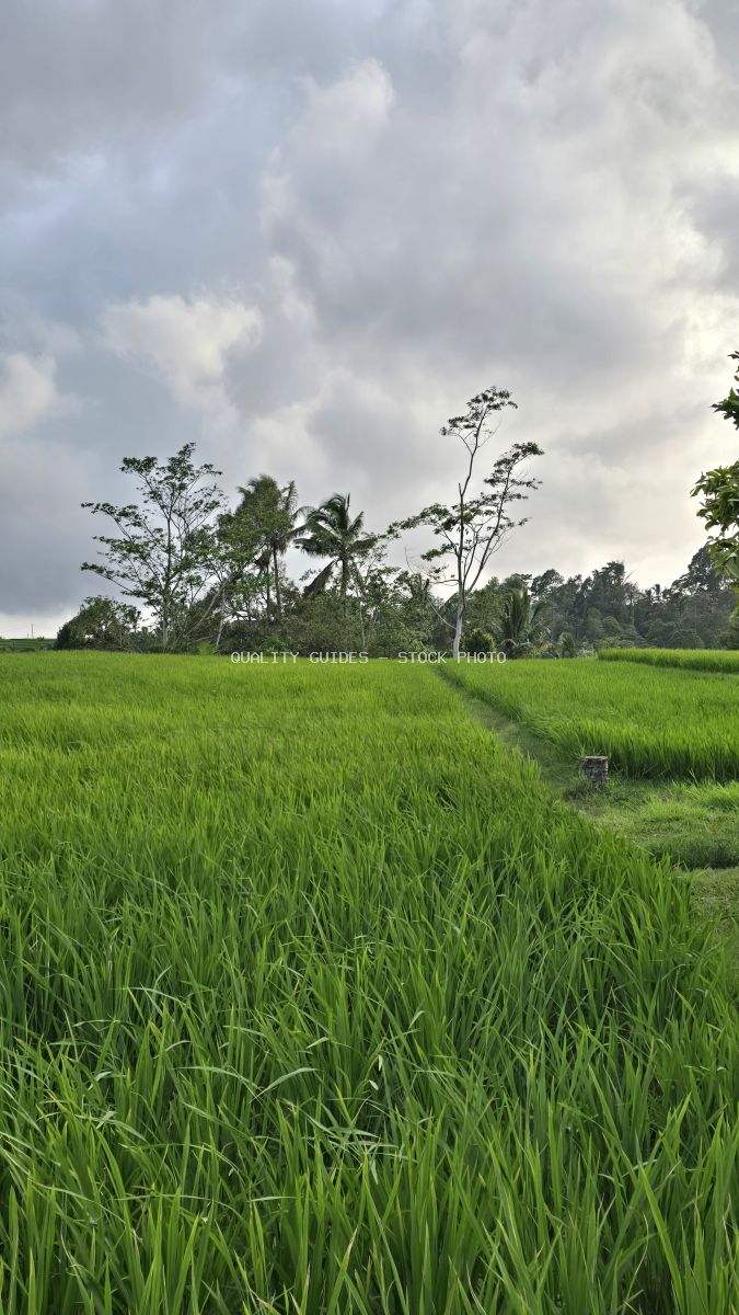 Vibrant green rice paddies with irrigation pathway and tropical trees under cloudy sky in Bali - stock photo