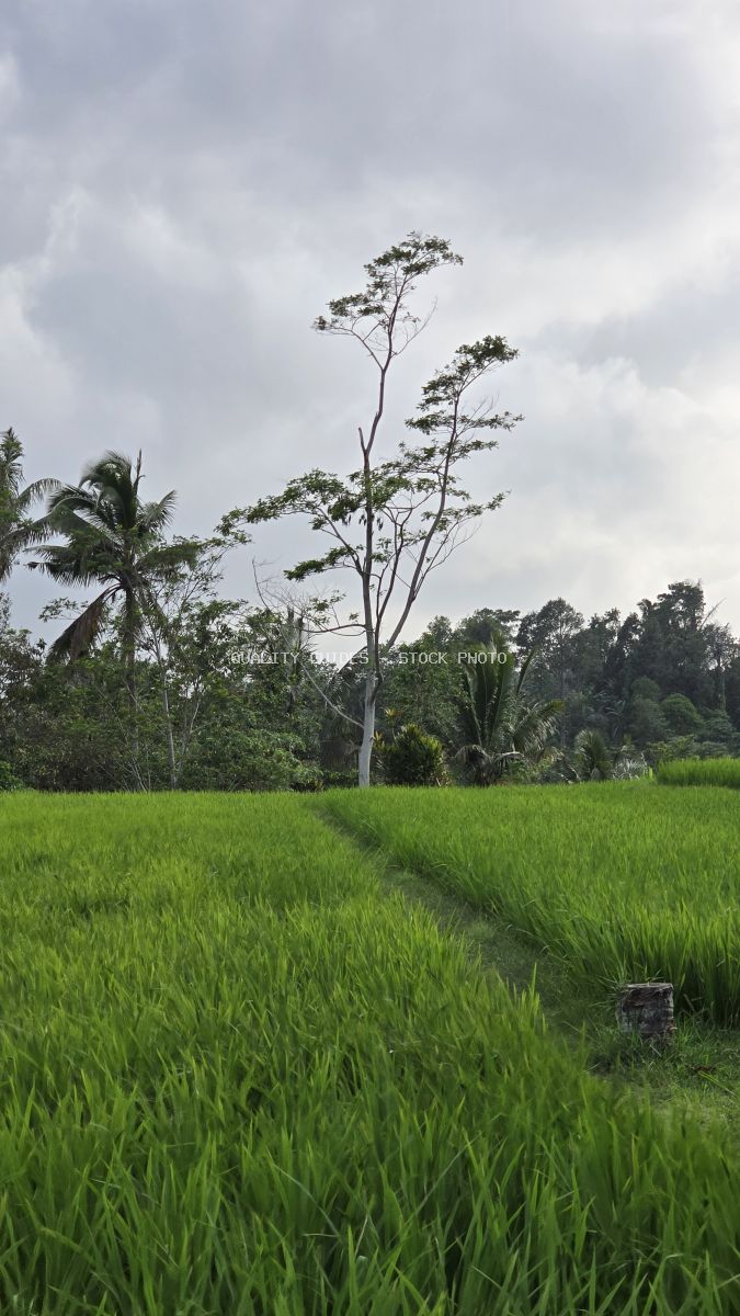 Tall solitary tree standing in vibrant green rice paddy field with tropical vegetation and overcast sky in Bali - stock photo