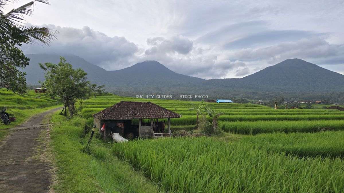 Jatiluwih Rice Terraces in Bali with traditional farmer's hut and volcanic mountains in background - stock photo