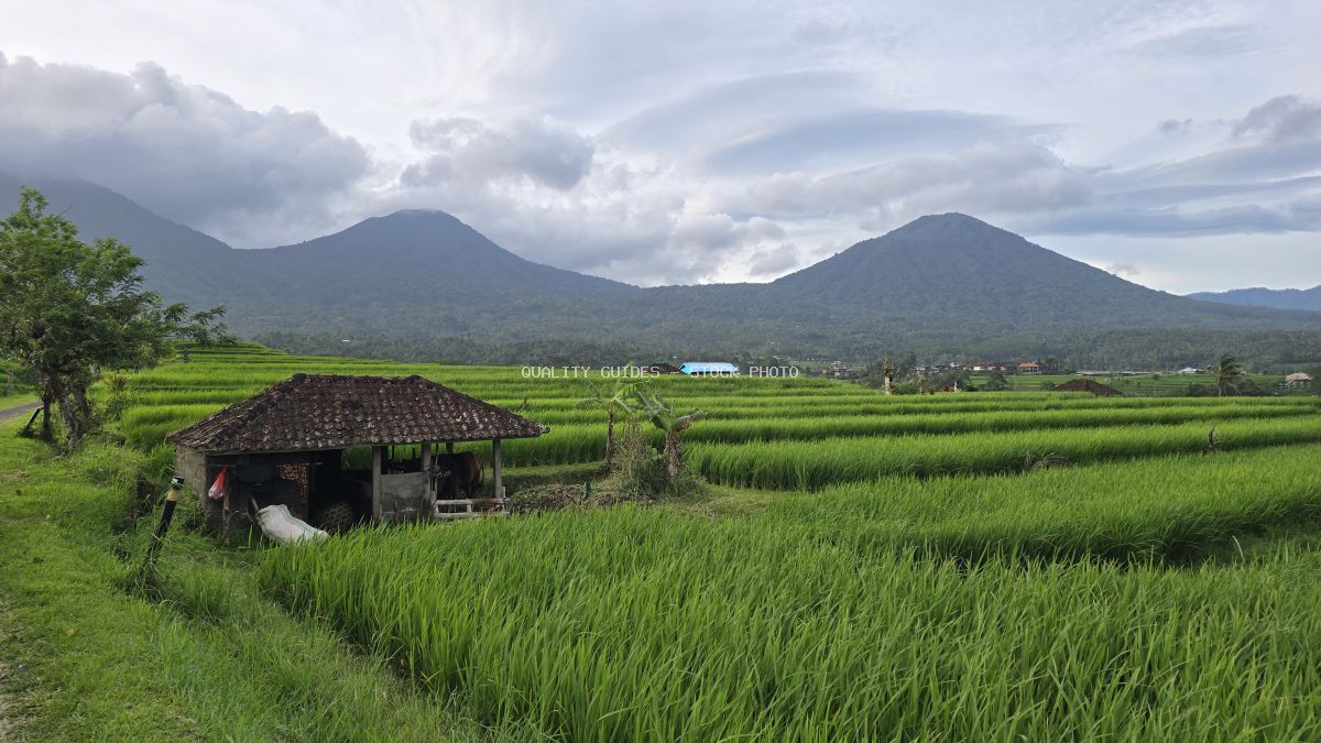 Lush green rice terraces in Jatiluwih Bali with traditional wooden shelter and volcanic mountains in background - stock photo