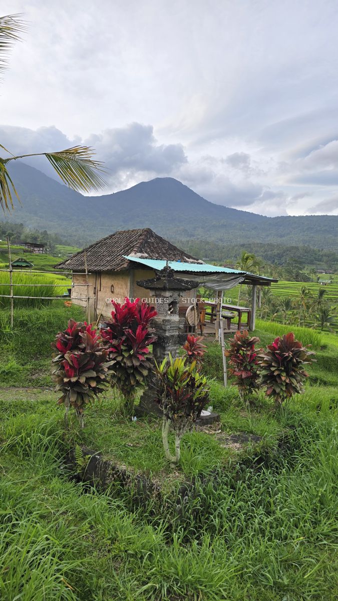 Traditional Balinese hut with red flowers in Jatiluwih rice terraces with volcanic mountain backdrop - stock photo