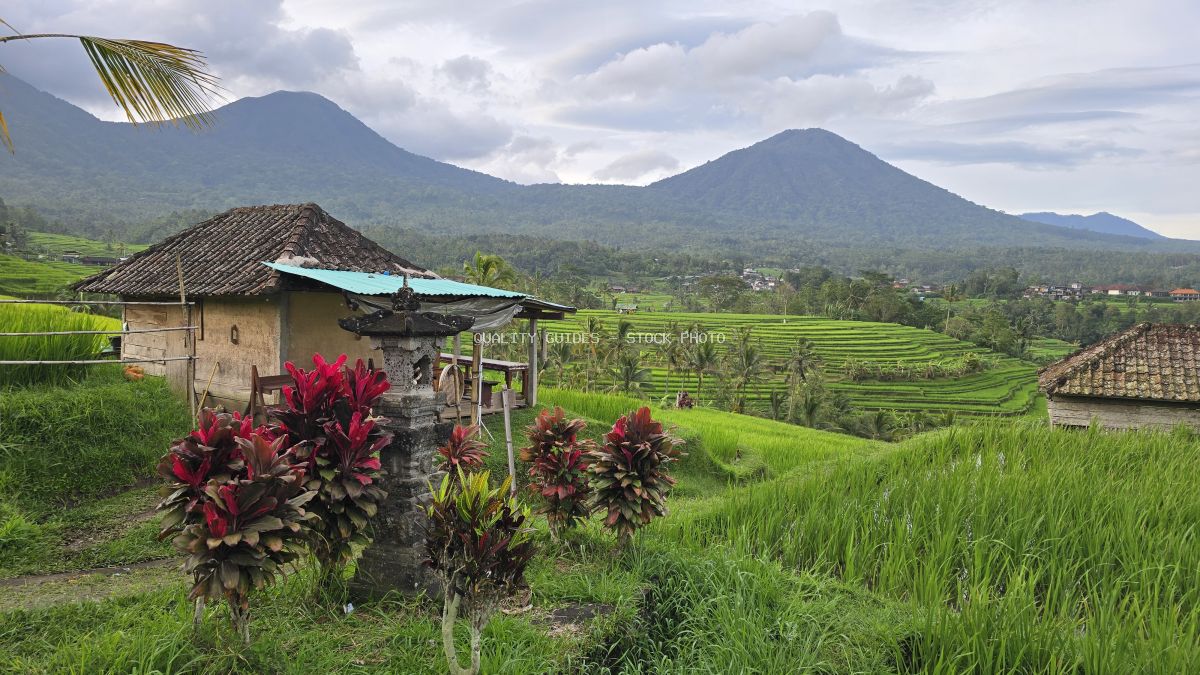 Jatiluwih Rice Terraces in Bali with traditional farmhouse, red flowers, and volcanic mountains in background - stock photo