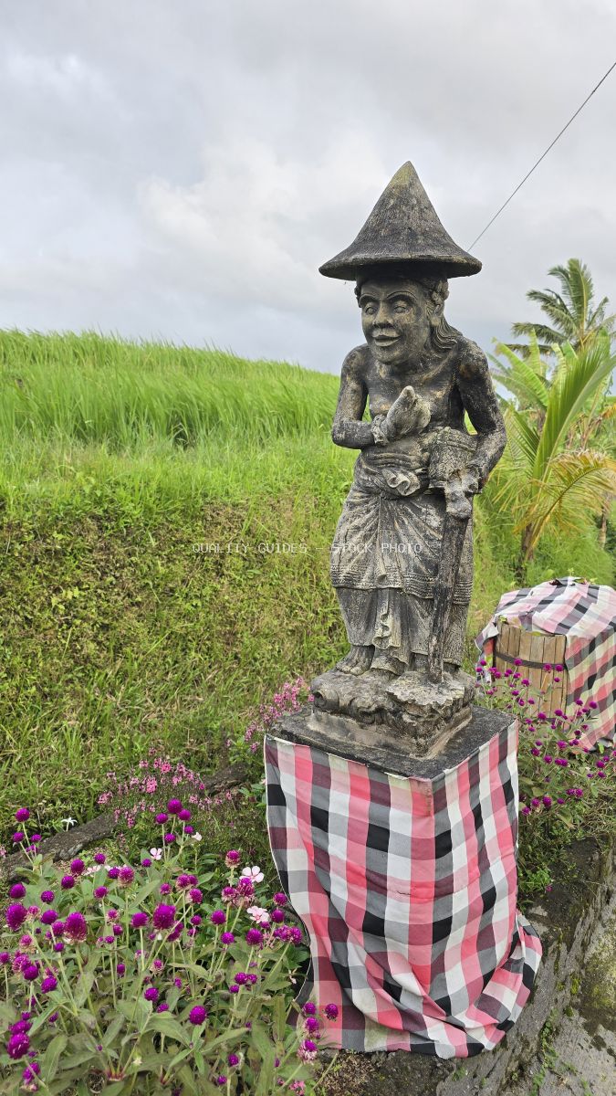Stone Balinese statue with conical hat and checkered cloth overlooking green rice terraces and pink flowers in Jatiluwih, Bali - stock photo