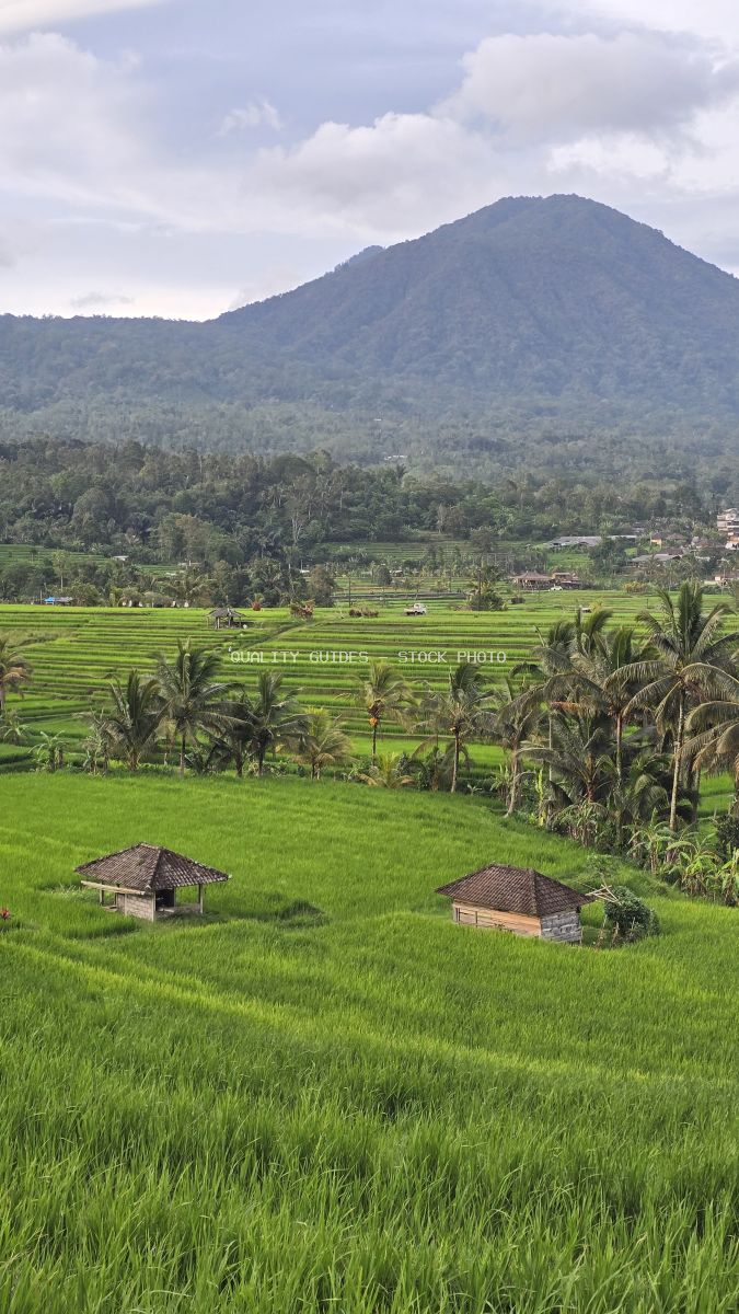 Jatiluwih Rice Terraces in Bali with green paddies, traditional shelters, and volcanic mountain backdrop - stock photo