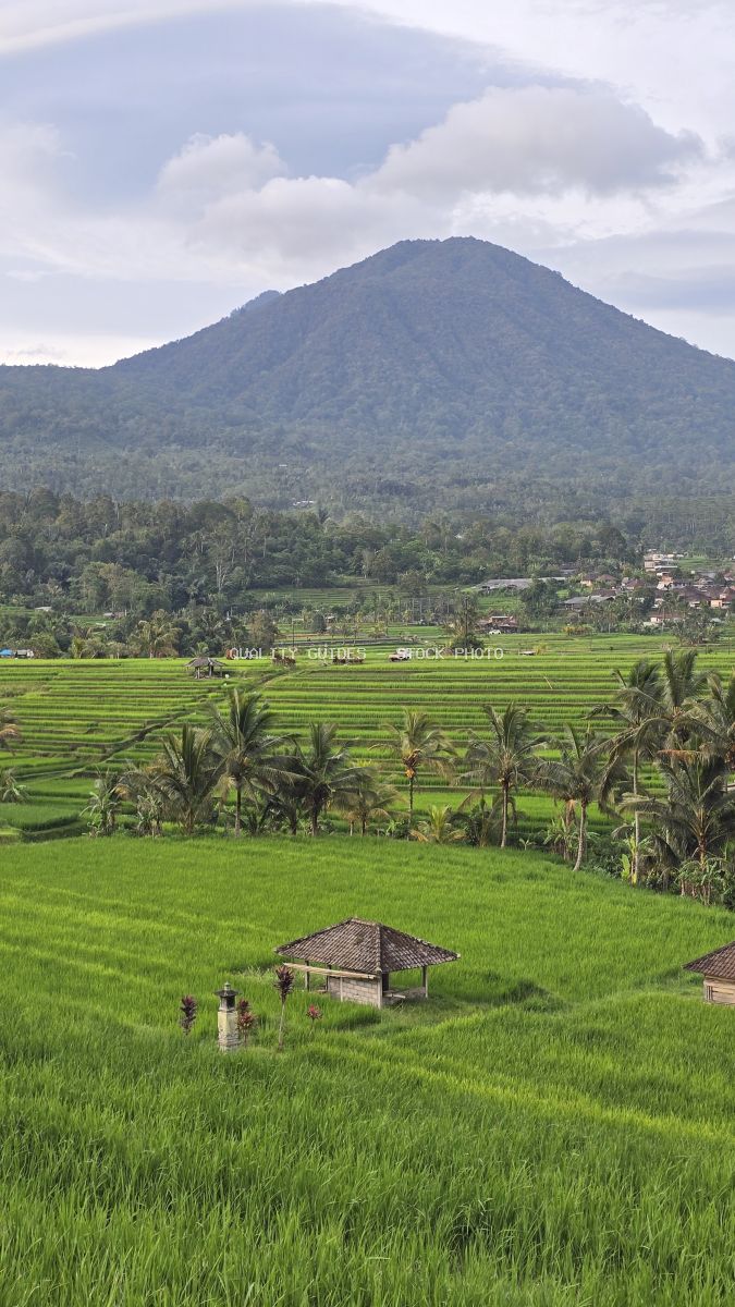 Aerial view of Jatiluwih Rice Terraces in Bali with emerald rice paddies, traditional shelters, coconut palms, and volcanic mountain backdrop - stock photo