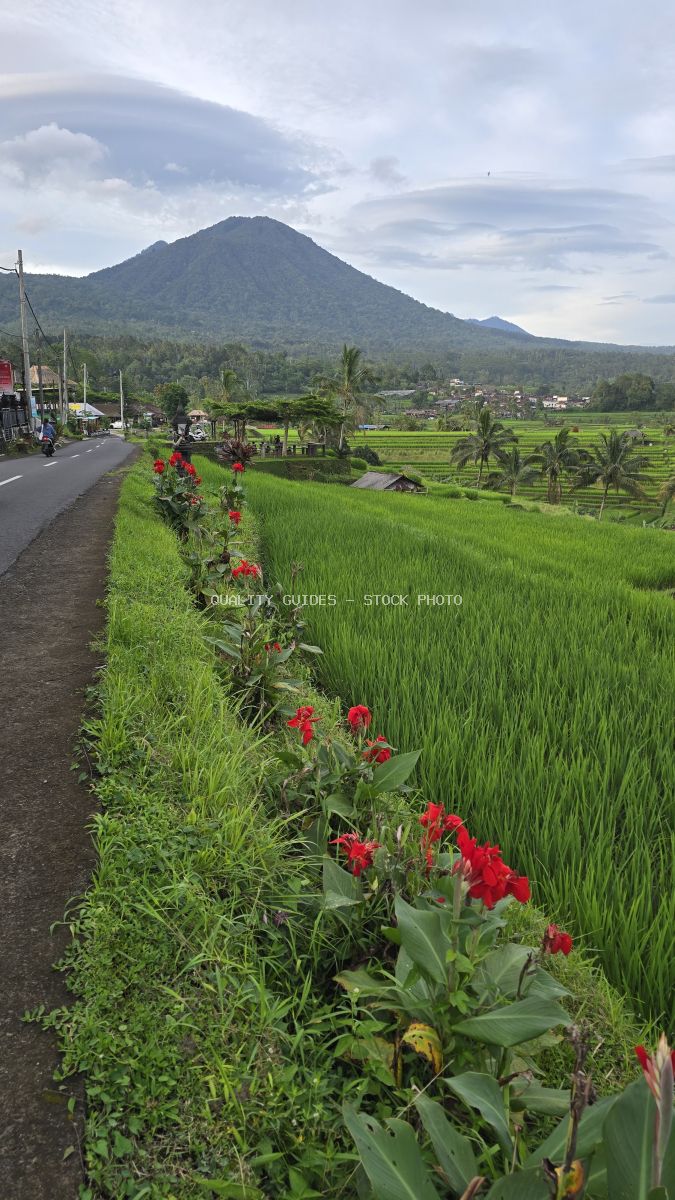 Jatiluwih rice terraces in Bali with red flowers along road, green paddies, and volcanic mountain in background - stock photo
