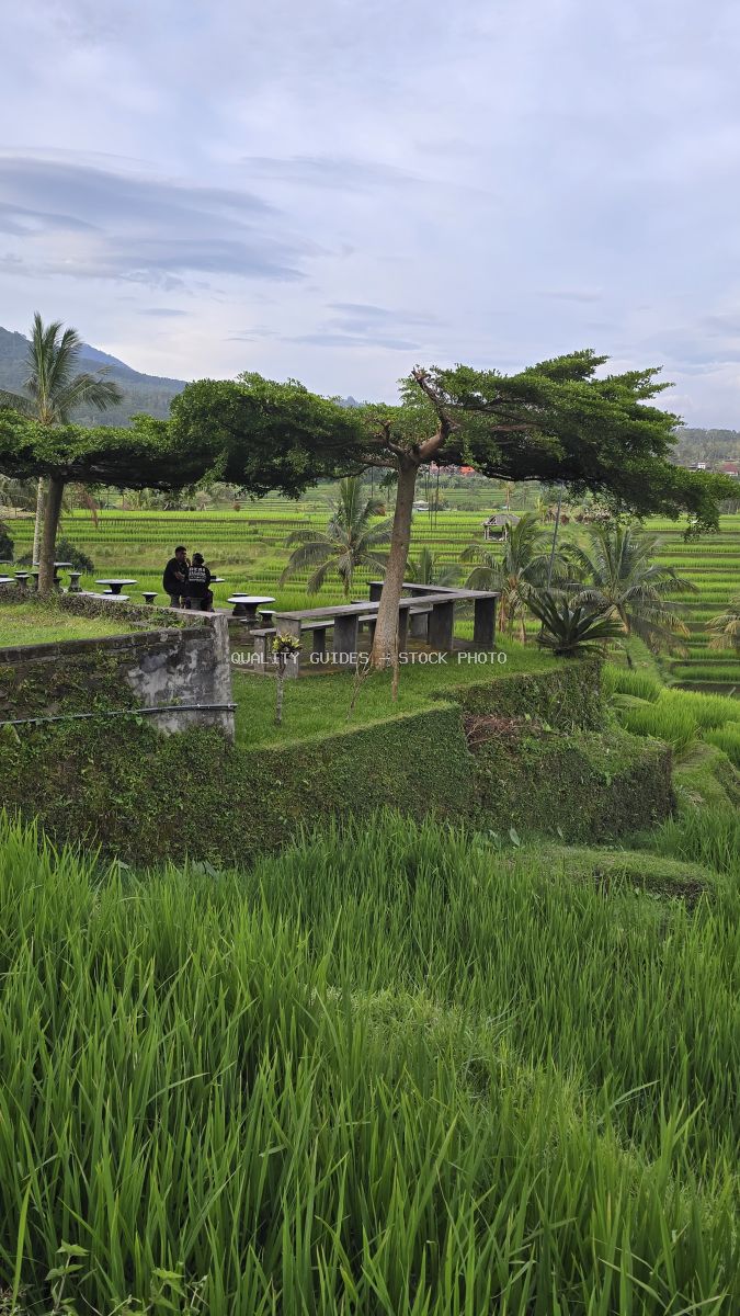 Visitors resting under shade trees overlooking lush green rice terraces in Jatiluwih, Bali, with mountains in the background - stock photo