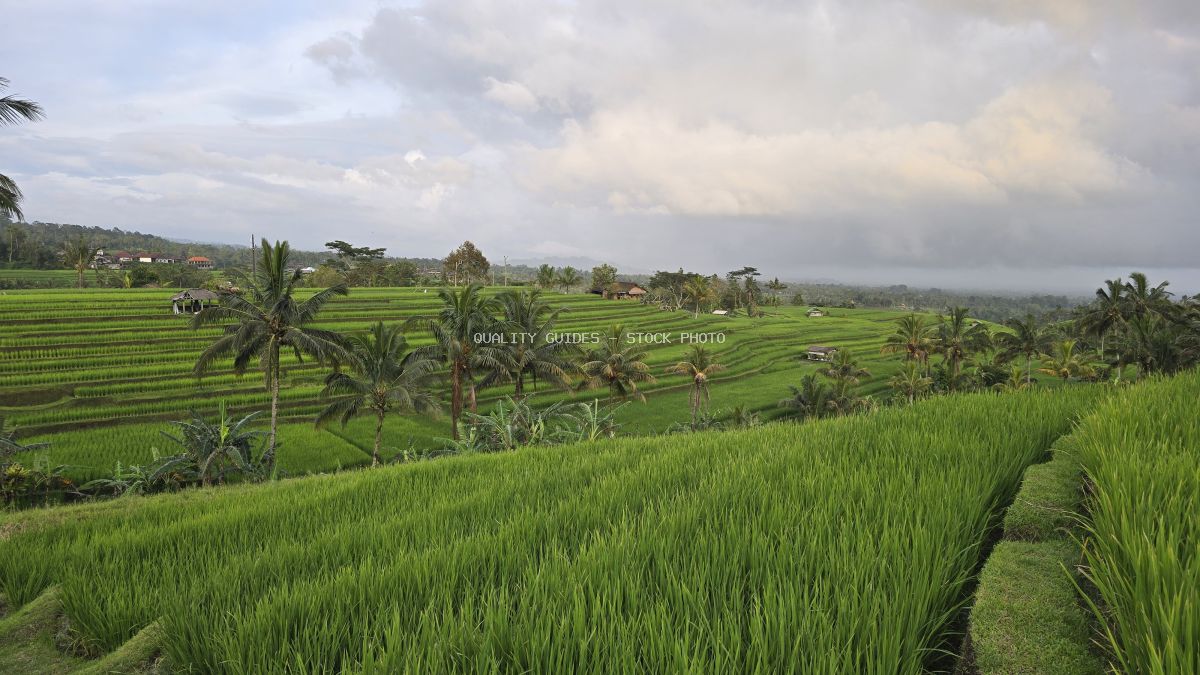 Lush green rice terraces in Jatiluwih, Bali with coconut palms and cloudy sky - stock photo