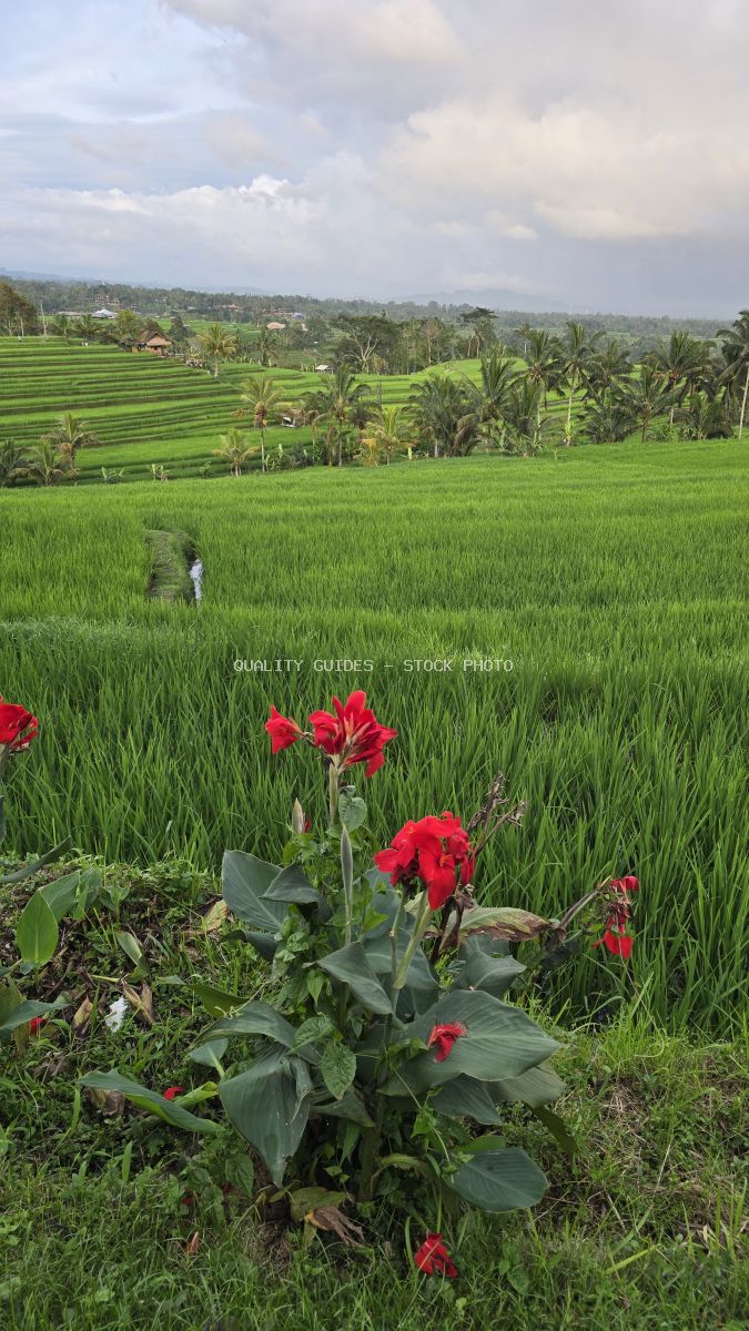 Red flowers in foreground with rice terraces and farmer in Jatiluwih, Bali - stock photo