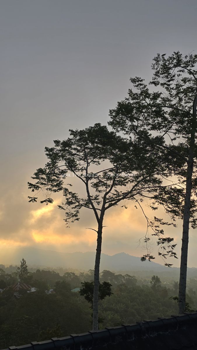 Silhouetted trees at sunrise overlooking misty Bali mountains from a glamping resort deck - stock photo